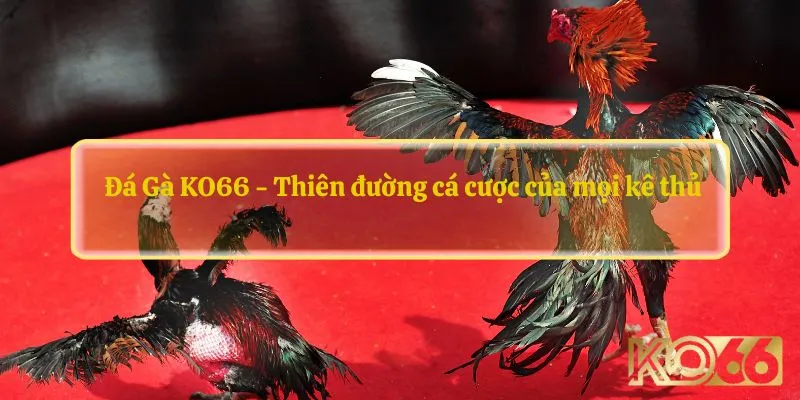  Đá Gà KO66 - Thiên đường cá cược của mọi kê thủ