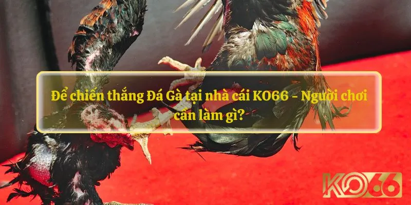 Để chiến thắng Đá Gà KO66 - Người chơi cần làm gì?