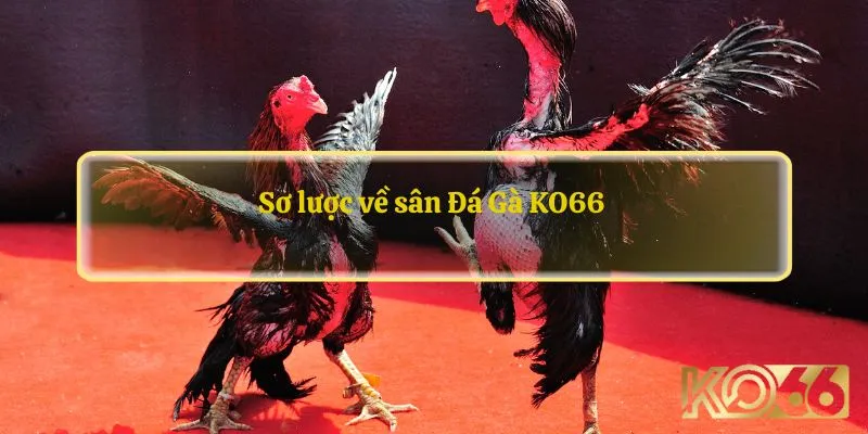 Sơ lược về sân Đá Gà KO66 